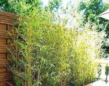 室外种竹子用木箱冬天能活吗