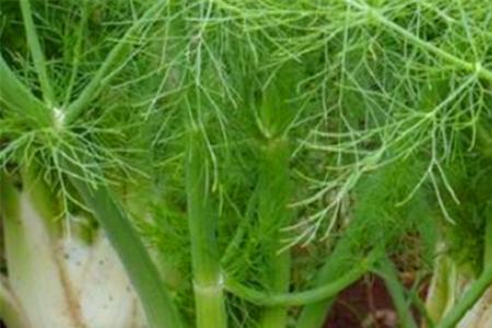 北方石家庄茴香种植最佳时间