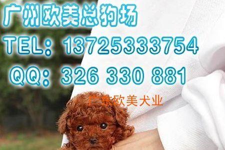 泰迪熊是谁发明的啊