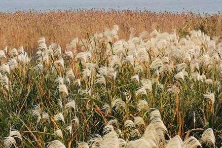 歌词中有芦苇荡是什么歌