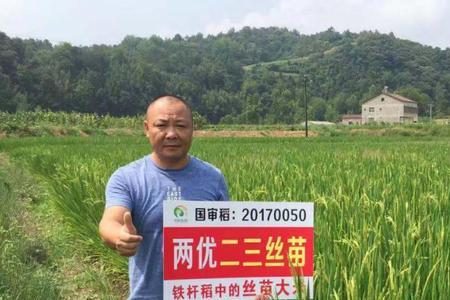 荃优全赢丝苗特征特性