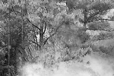 山火灭了会不会死灰复燃