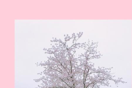 你若清风徐来我便盛开以待意思