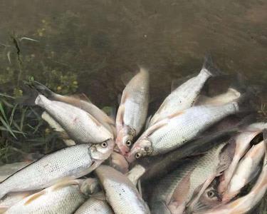 中午大太阳鲢鳙会上浮还是下潜