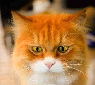 四个月猫可以吃南瓜吗