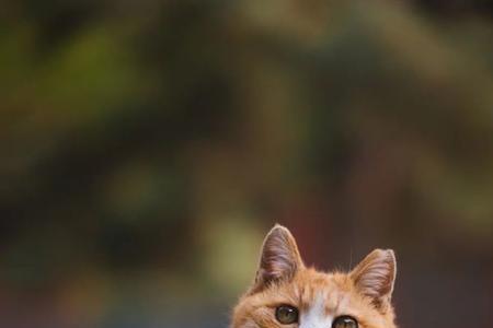 故宫的猫还剩多少只