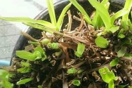 锦晃星多肉什么时候砍头最好