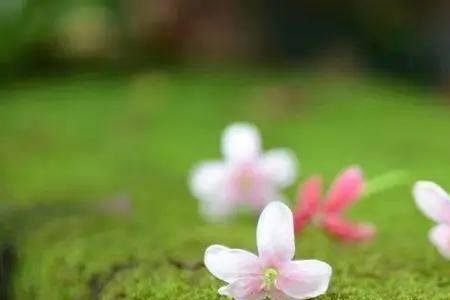 如沐阳光的意思