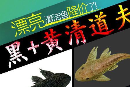 金苔鼠可以吃龟粮吗
