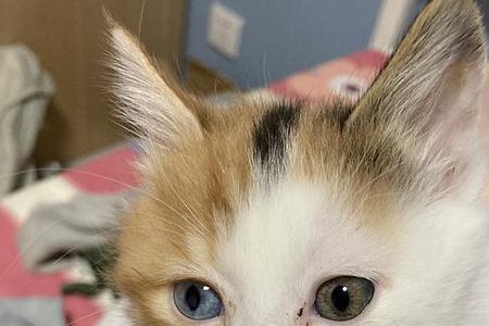 为什么我家的猫闹眼睛