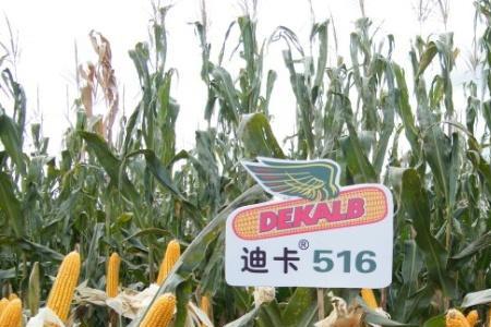 迪卡186玉米种