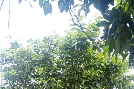 丛生柚子种植技术