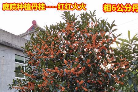 桂花树几年成大树