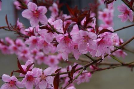 盛开的花像什么比喻句