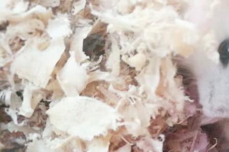 母鼠生了宝宝能和公鼠一起住吗