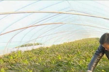 何幸福大棚种植成功了吗