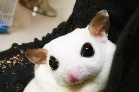 蜜袋鼯怎么带出去玩