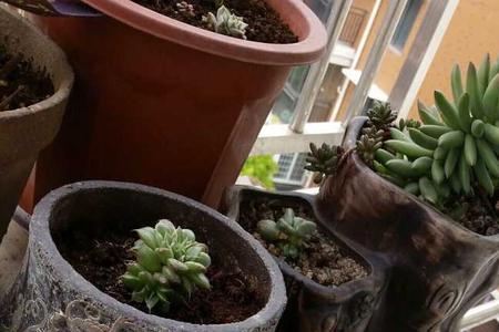 鸽子热死怎么办