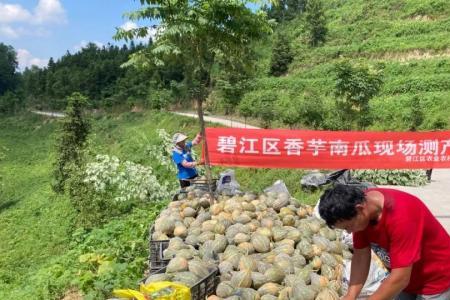广东香芋南瓜种植技术