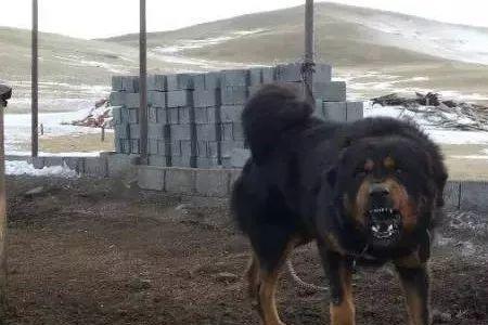 蒙獒和藏獒有什么区别
