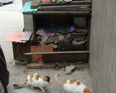 上海猫岛可以送流浪猫过去吗