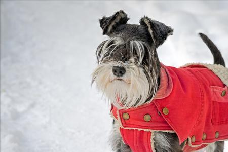 雪纳瑞返祖是什么意思
