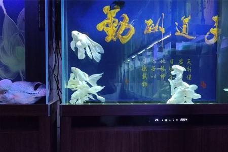 蝴蝶鲤鱼缸水变浑浊