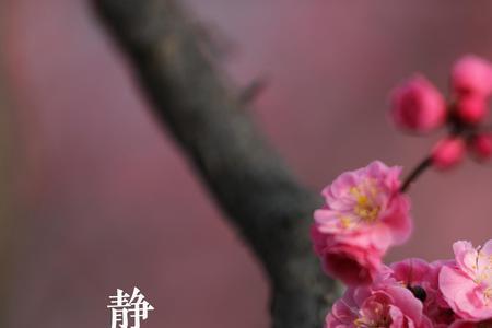 冬天花败春天花开出处