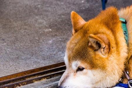 秋田犬什么天气都在外面