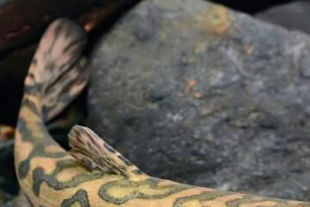 叶尔羌高原鳅属于泥鳅吗