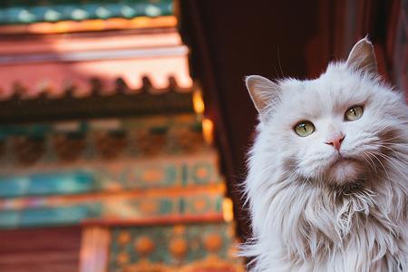 故宫猫图片