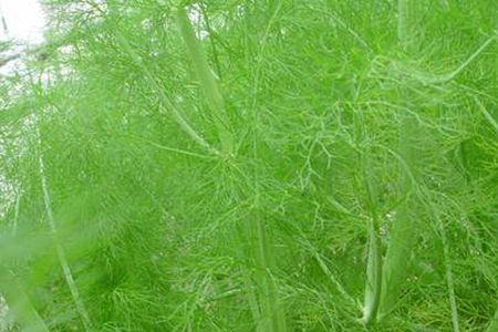 东北小茴香什么时间种
