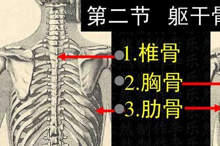 连及两肋什么意思