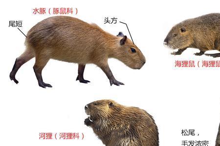 海狸鼠和果子狸的区别