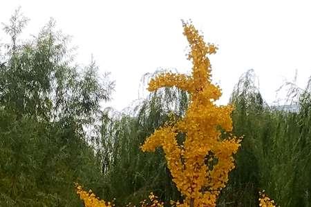 人生短短几个秋完整版原唱