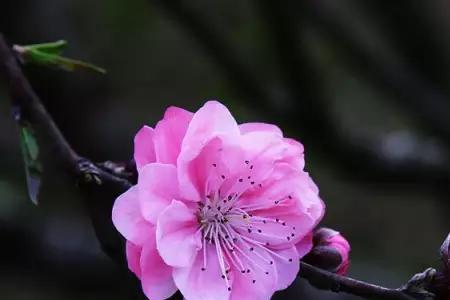 卧笑桃花间的意思