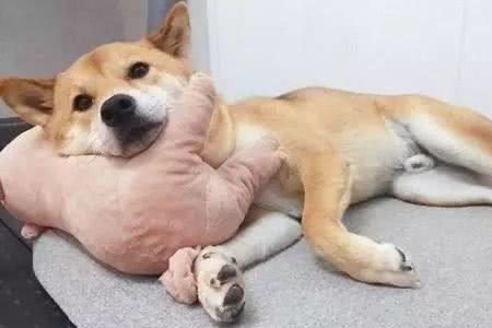 毛孩子是什么意思