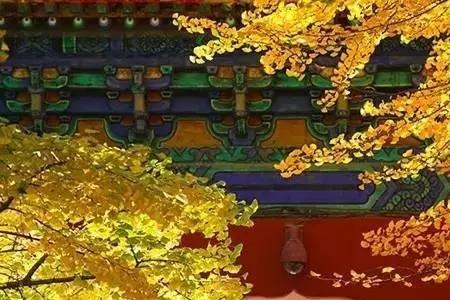 北平的秋阅读答案