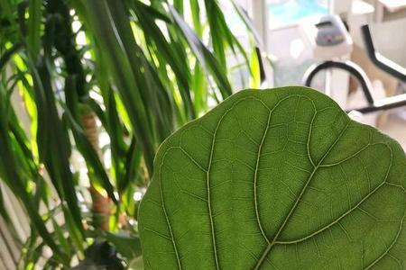 铁扇公主的花可以晒太阳吗