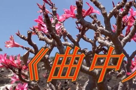曲中人什么时候出版的