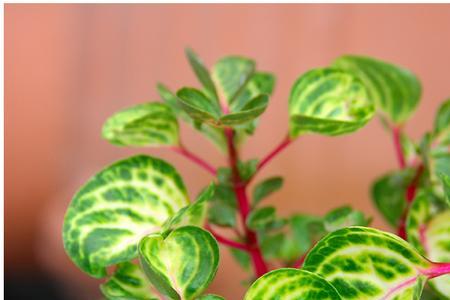 冰雪奇缘植物养殖方法