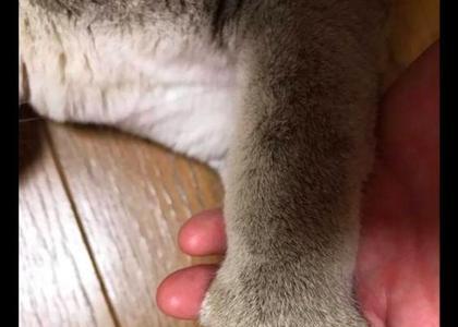 猫的爪子一般几厘米