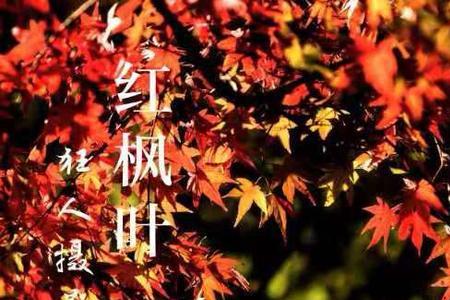 枫叶落下又一年你不在身边文案