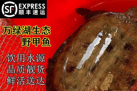 捕甲鱼绝密配方
