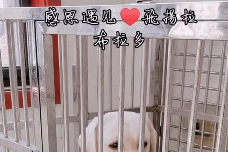 拉布拉多关笼子到底好不好