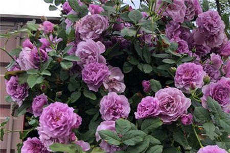 薰衣草花环月季养殖方法