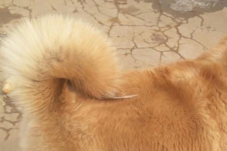 秋田犬尾巴为什么是卷的