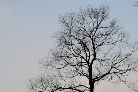 冬风虽入骨下一句是什么