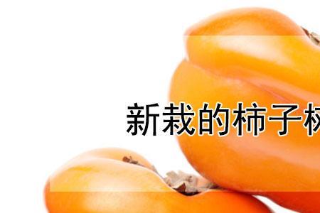 柿子树八月份能浇水修剪吗