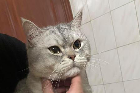分手后养猫说明什么
